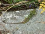 Highlight for Album: Islas Cies